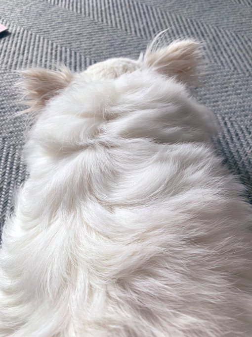 リアル白ロコンのtwitterイラスト検索結果