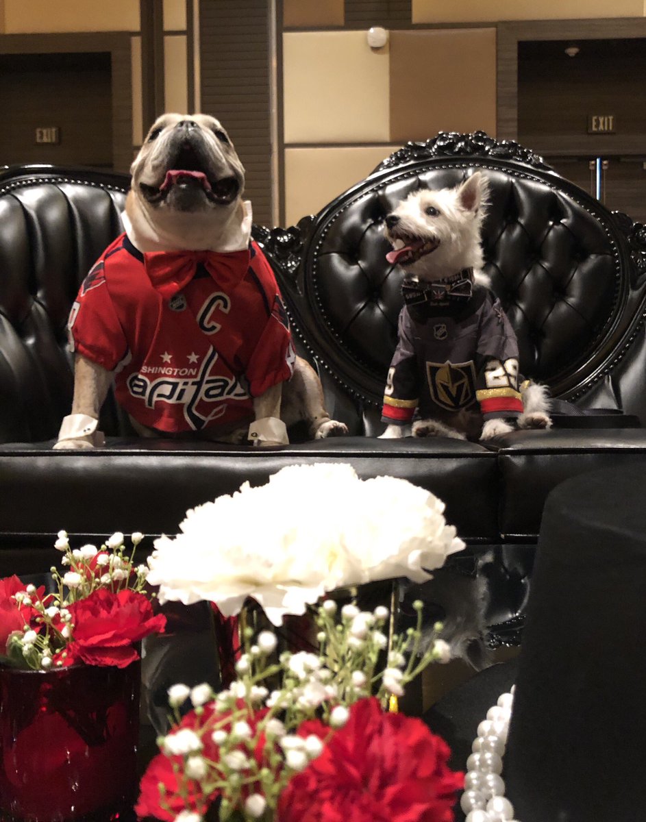 BarkAndreFurry's tweet photo. Last year at this time we were preparing to face off in the #StanleyCupFinal, this year @OvietheBulldog and I are discussing what song to request at @joypromlasvegas!
~ Bark🐾
#JoyPromLV2019 #JoyProm #StanleyCup https://t.co/D5HmzHRUII