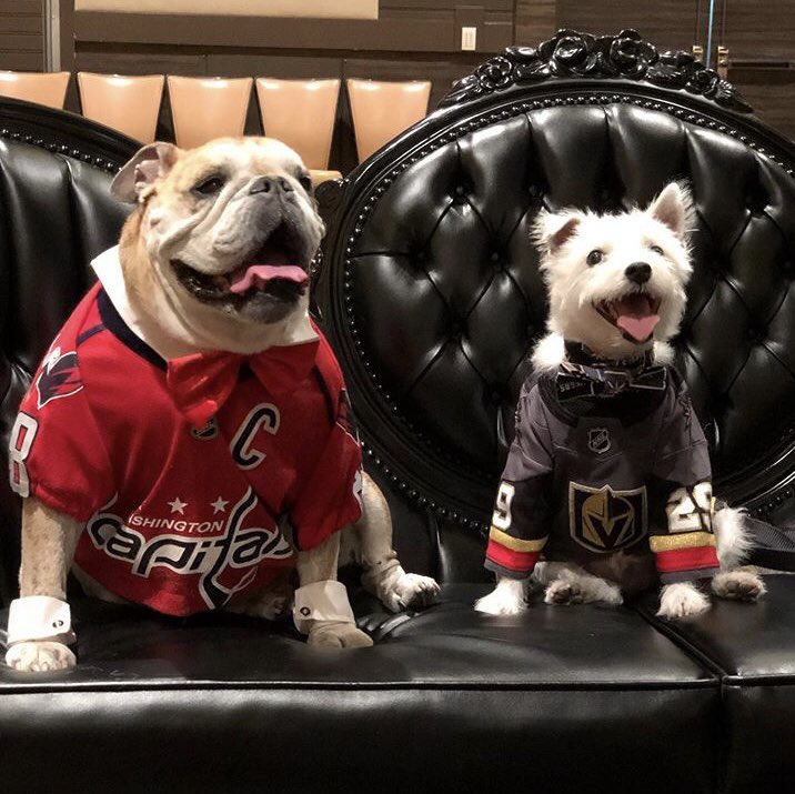 BarkAndreFurry's tweet photo. Last year at this time we were preparing to face off in the #StanleyCupFinal, this year @OvietheBulldog and I are discussing what song to request at @joypromlasvegas!
~ Bark🐾
#JoyPromLV2019 #JoyProm #StanleyCup https://t.co/D5HmzHRUII