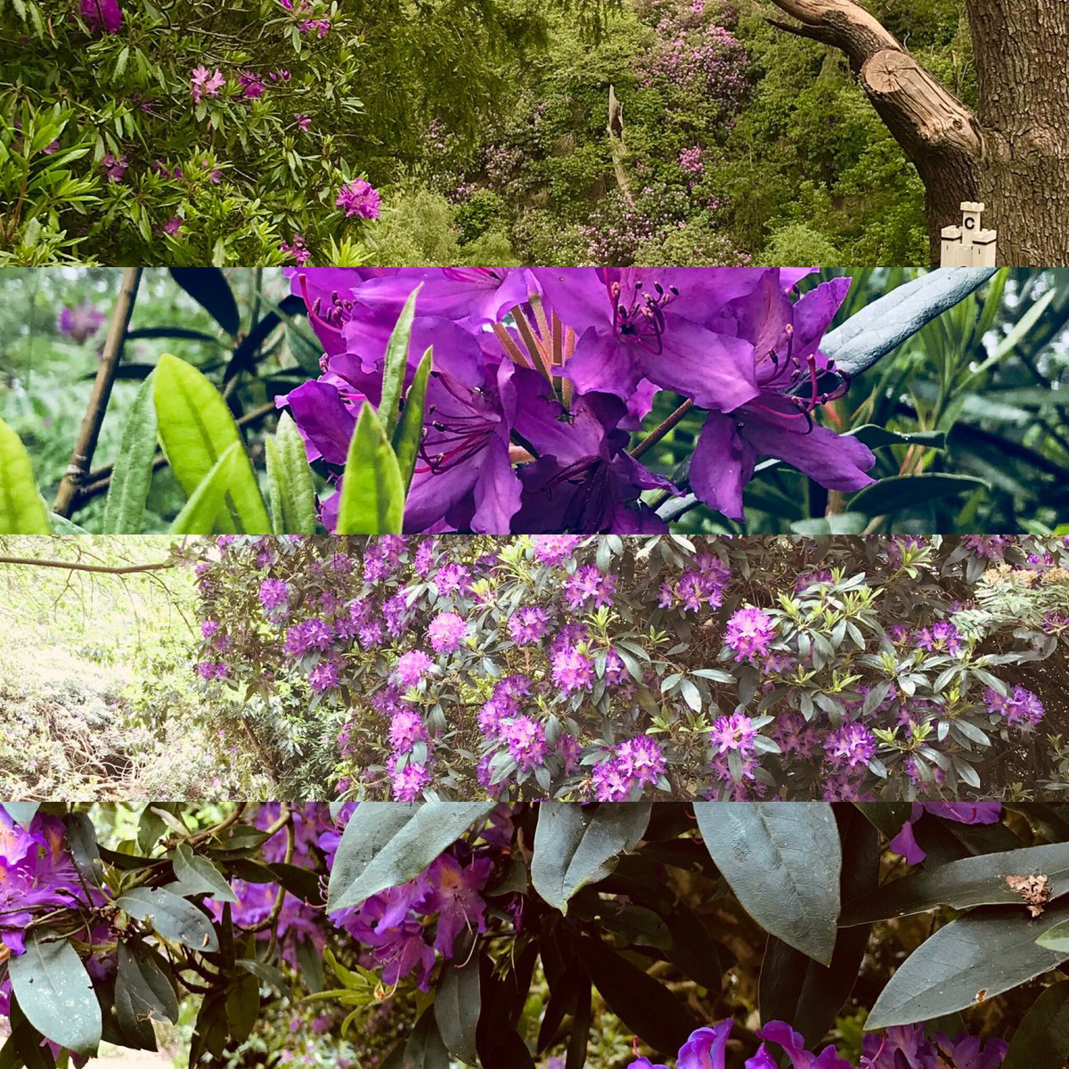 The rhododendrons at The Follies are just coming up to full bloom. Visit this week to get the most out of these fantastic flowers!

#photographersdream #flowers #summertime #outdooradventure #familytime #walkwithaview #shrewsbury #shropshire