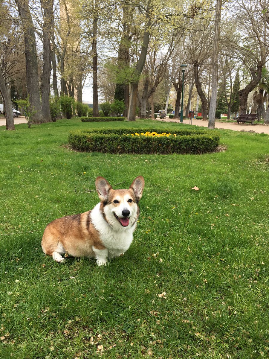 el_corgi's tweet photo. Aprovechamos el paseo mañanero para ir a votar 👏🏼 #EleccionesMunicipales https://t.co/aDOp95s4dW
