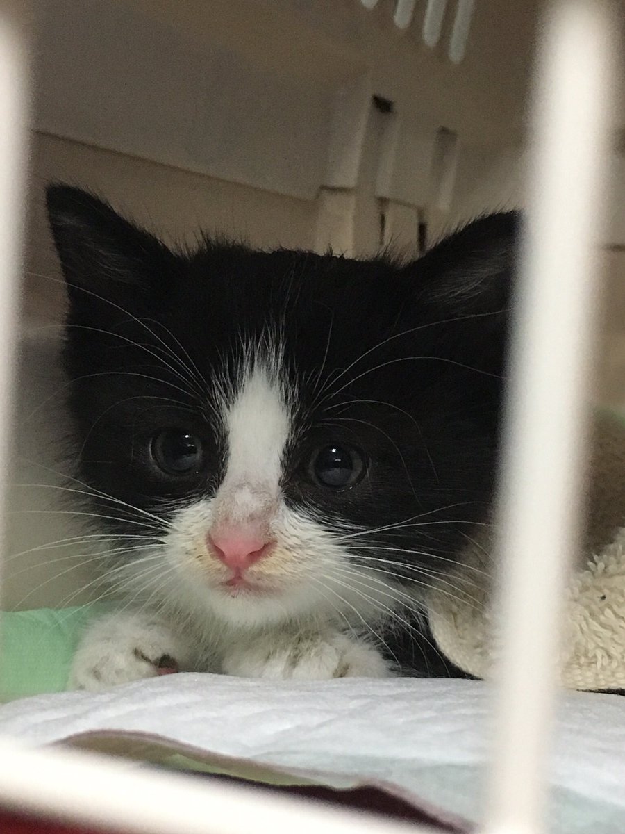 キティ 5月21日 火 朝7時過ぎ 家の近くで子猫を保護しました 豪雨の中 必死に鳴いていたのでつい連れて帰ってしまいました 獣医さんに見せたところ 生後1ヶ月くらい 350g ノミ ダニ シラミ 耳ダニ 寄生虫なし とのことでした T Co