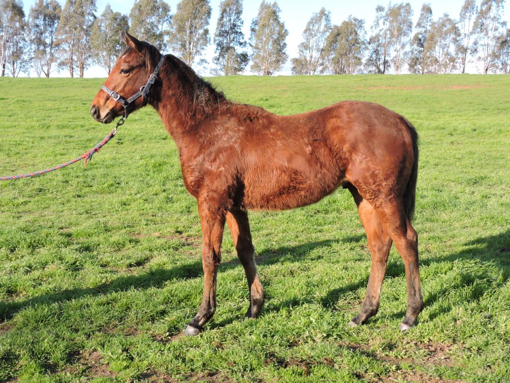 ThreeBridges1's tweet photo. It takes courage to grow up and become who you really are! MILITARY ZONE has found his identity for @TripleCrownSynd @SnowdenRacing1 &amp; their wonderful owners! Amazing how much they develop in 8 months! Group Winner #4 this year! @inglis_sales 
#ringerdingding #mirette #natural https://t.co/Ioq8J19PWj