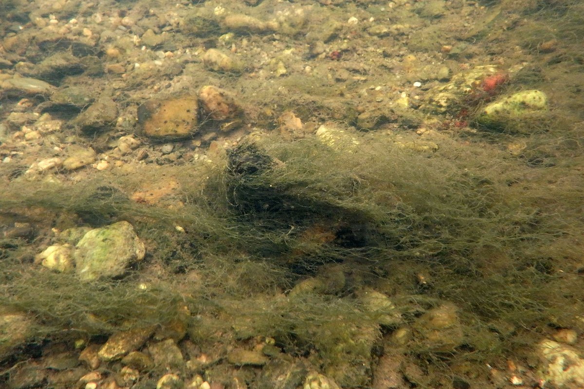 Lower River Slaney this week; covered with algae, macrophytes &amp; silt. Sad to see our great rivers slowly die - due to intensive agriculture. A few old Freshwater Pearl Mussels still present (photo 4) but have no future. Once our best spring salmon river with millions of mussels.