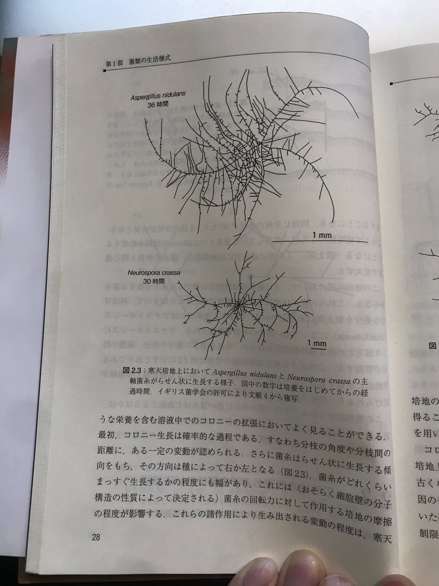 中圓尾 岳大 おもしろい つむじみたい 菌糸はらせん状に成長する傾向をもち その方向は種によって右か左かとなる