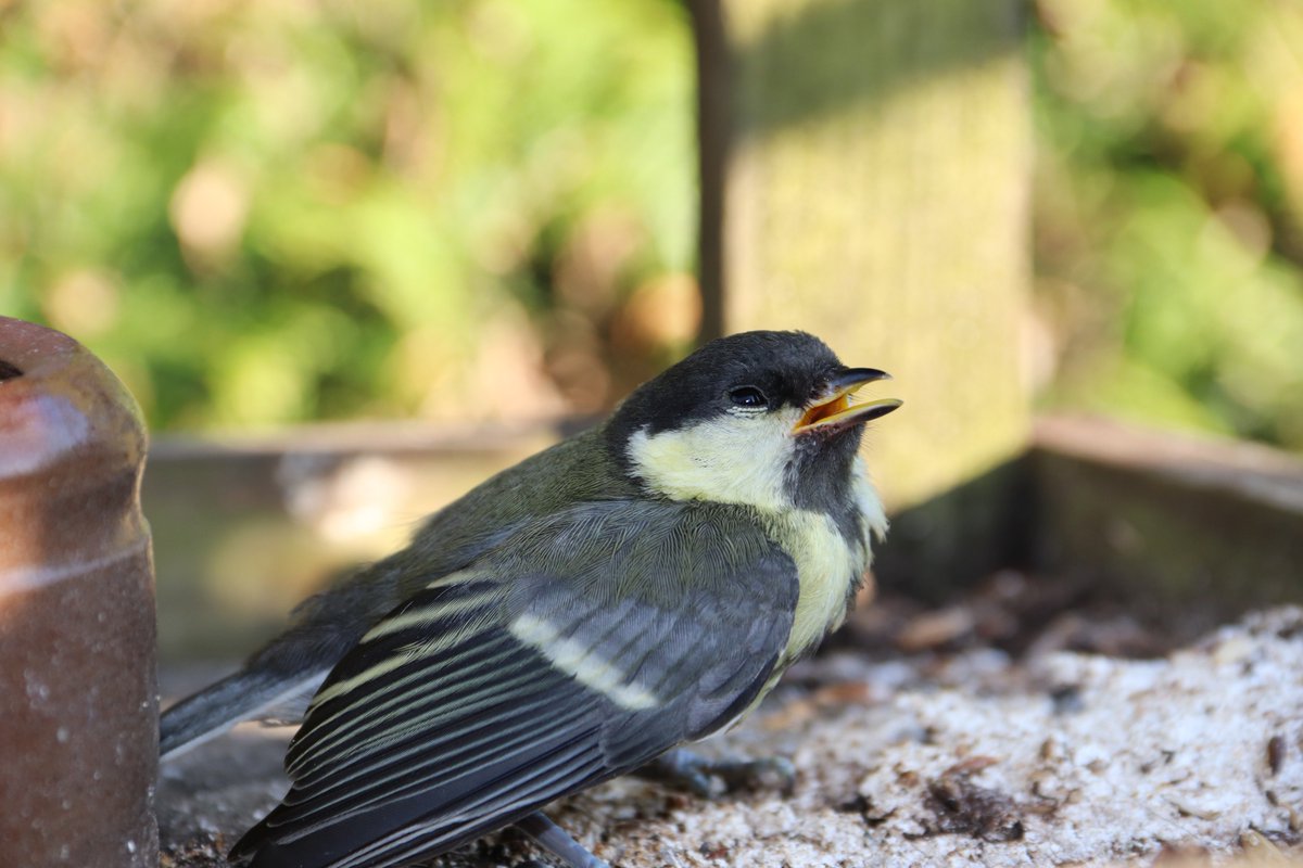 gecrasht tegen het raam. Bijkomen en straks weer mama opzoeken.