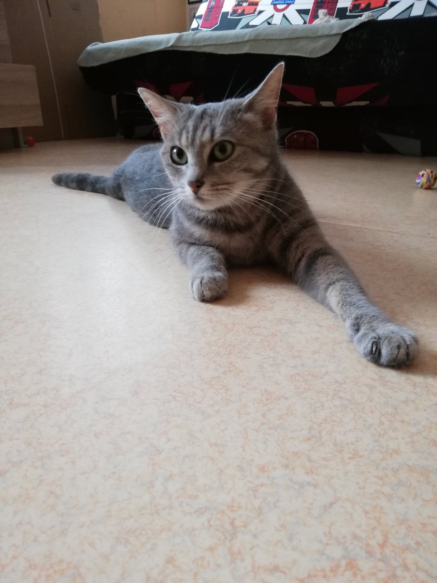 Allanouz's tweet photo. Je profite de votre solidarité pour vous présenter Bella la maman qui est également à adopter elle a 2 ans OK chat et chien. Maltraitée elle a vécu dehors et sans soins
Merci de RT au maximum ce n'est pas un bébé certe mais elle mérite sa chance aussi !! Merci à tous https://t.co/pBJl5BxGup
