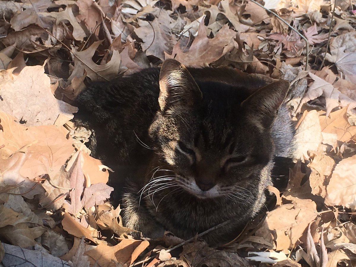 ChicagoRefugee tweet media