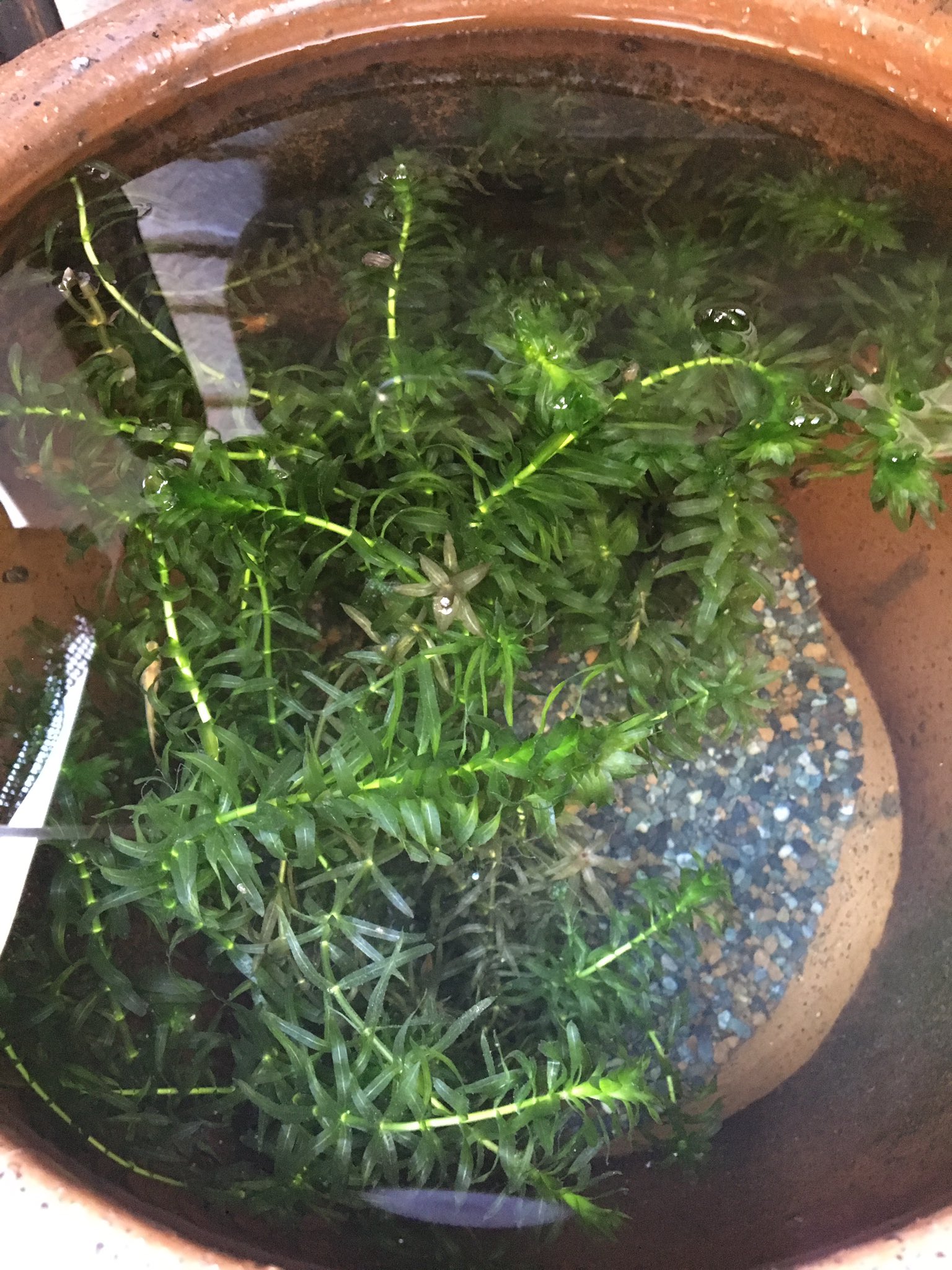 かえるちゃん 石臼メダカ達もいい感じ 水瓶のメダカも水草を掃除してすっきり T Co Jzl2qe3czn Twitter