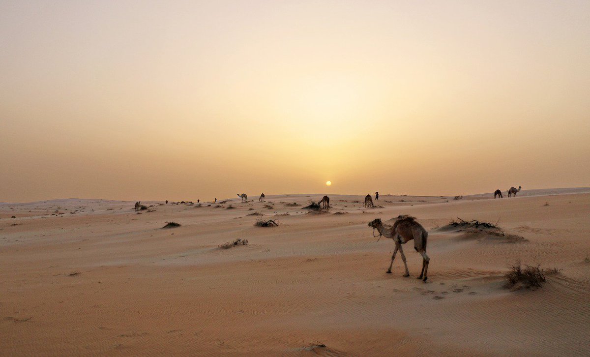 صورة رائعة ارتسمت فيها ملامح الصحراء بأمواج هادئة من كثبان الرمال الناعمة؛ صنعتها الريح وكأنها ريشة فنانٍ مبدع لتنقلها لكم عدسة المصور قتادة عملة.
#ركايب