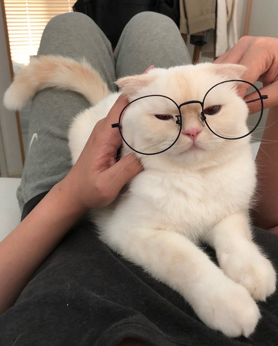 Cats Bible 🐱 tweet media