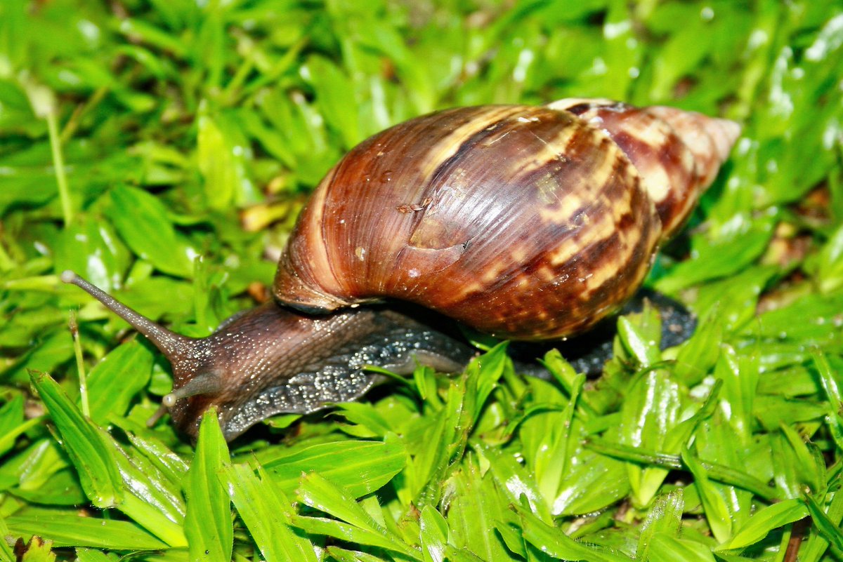улитка хеликс. пресноводные улитки опасны для человека. пресноводные улитки опасны для человека. улитка хеликс. улитка конус.