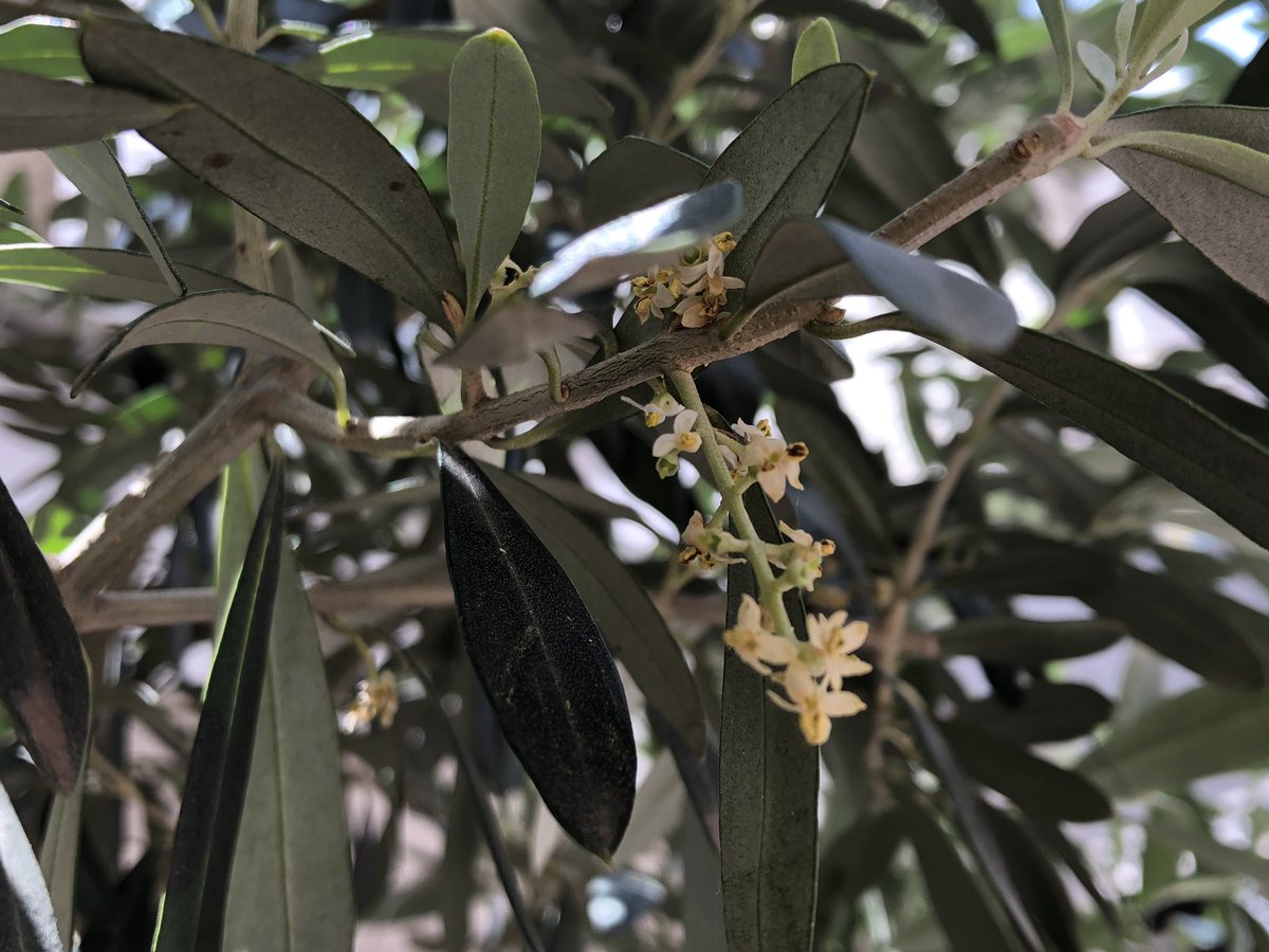吉祥寺ロコ コピス吉祥寺 の間にある通路 ペニーレーン やや終わりかけだけど オリーブの花 がいっぱい咲いてます オリーブの木 は違う木が近くにないと結実しないそうですがこれだけ行列してたら今年は実が成るかな 楽しみです 吉祥寺産オリーブ