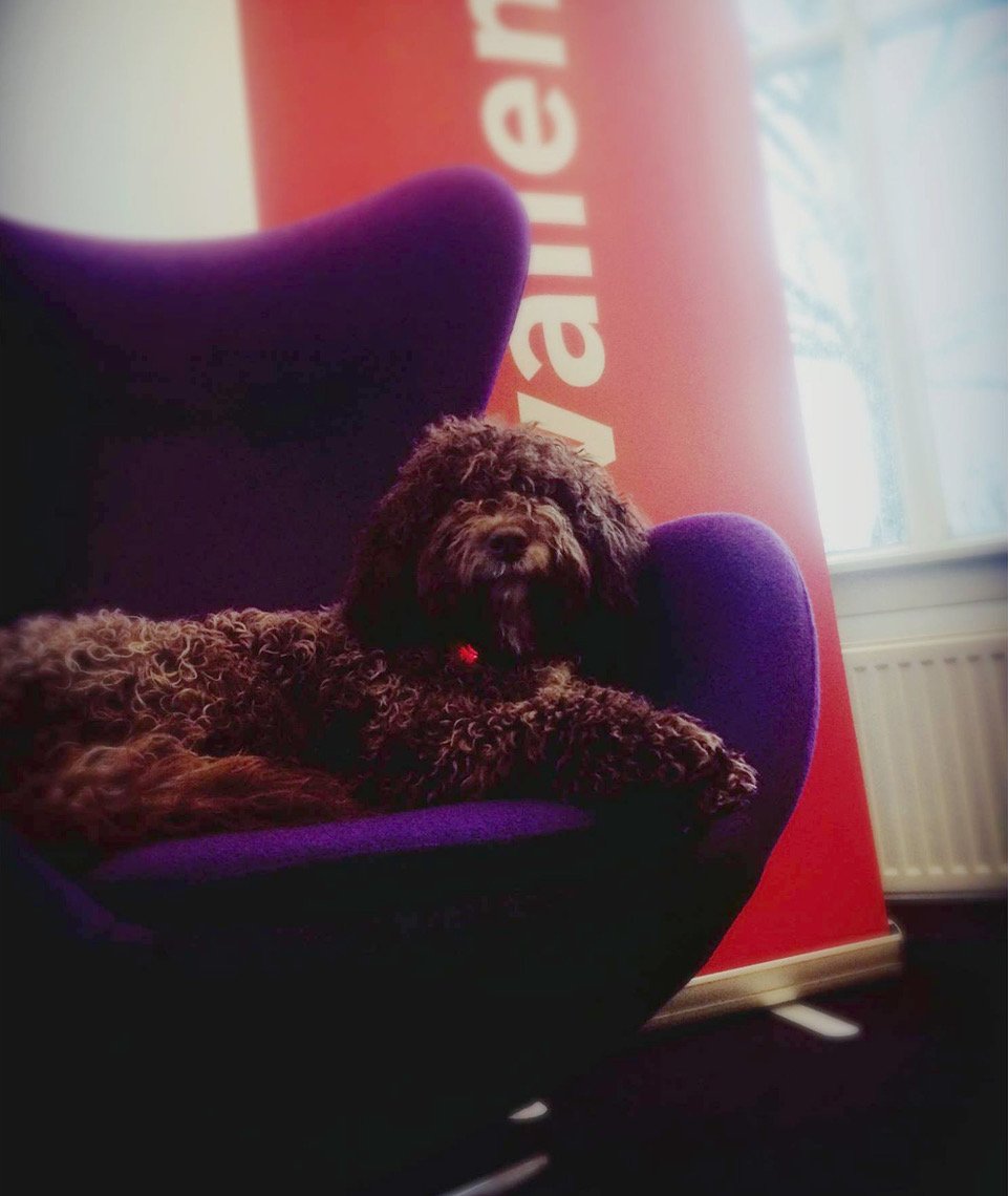 Woef! Deze dag kunnen wij niet ongeblafd aan ons voorbij laten gaan. Normaal houden wij de lijnen graag zo kort mogelijk, maar vandaag even niet. 🐕 🐩 #dagvandehond