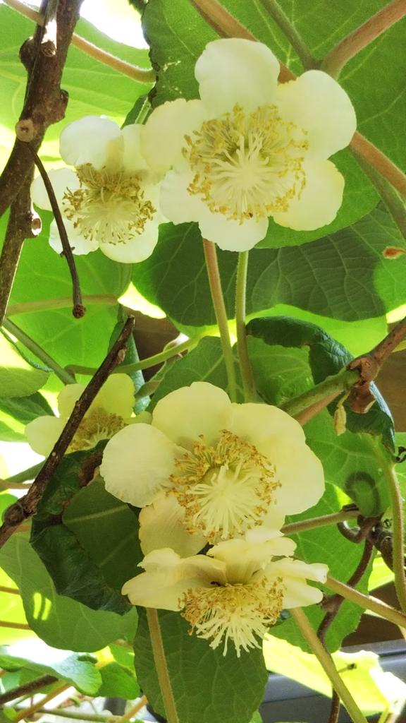 すべての花の画像 無料ダウンロードキウイ 花が咲かない