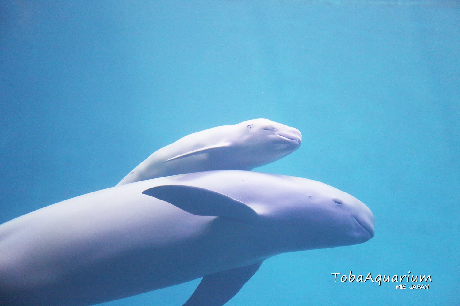 鳥羽水族館 Toba Aquarium 赤ちゃん情報2 スナメリに赤ちゃんが誕生しました 19年5月25日時23分 スナメリ チョボ に赤ちゃんが誕生し 本日26日より一般公開を開始しました 詳しくはこちら T Co 6rq26fhcjg 鳥羽水族館