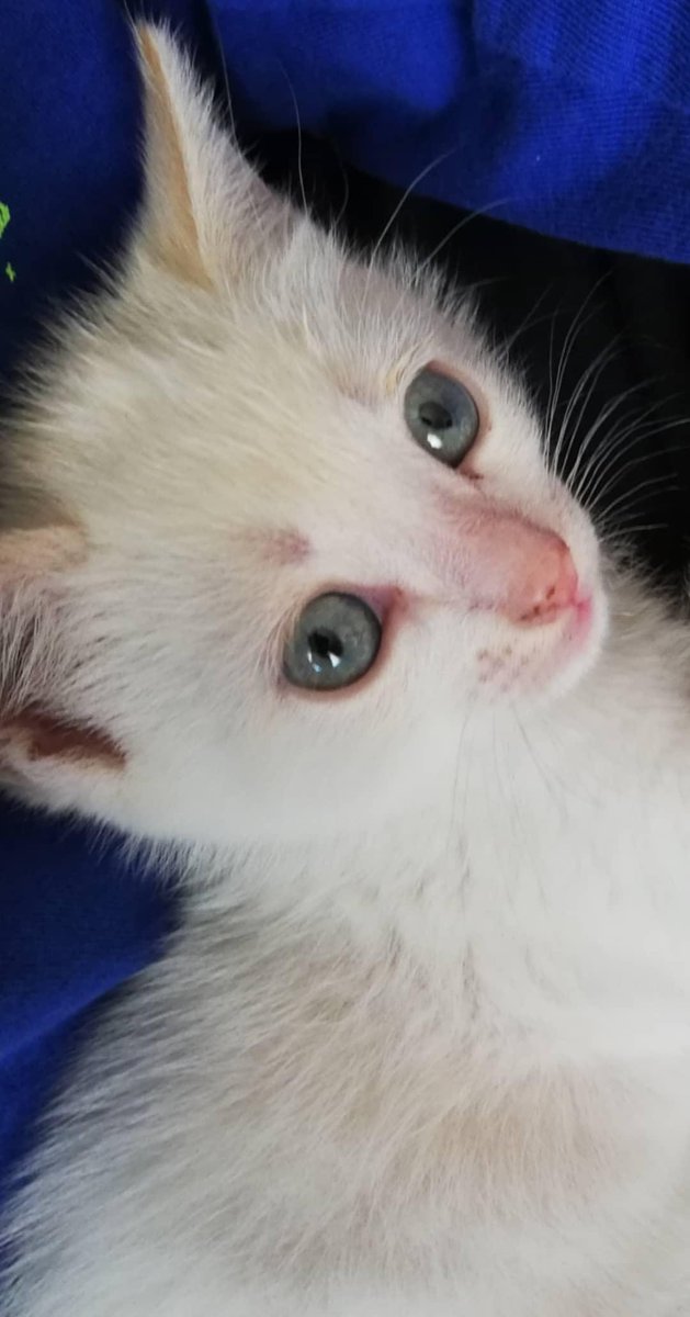 omi270215's tweet photo. Hola amegos os presento a Shiro <3 https://t.co/3wGjA40sPB