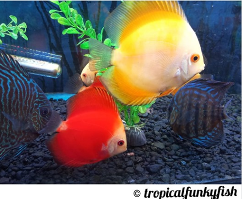 #Gardening #ponds Tropical Funky Fish FB Group bit.ly/2VP13EY
#tropicalfish #fishtank #aquarium Heckle Discus
Website bit.ly/2E7pUfq
#Cardiff #Monmouth #London #Worcester #Taunton #Cheltenham #Cowbridge #Bizitalk