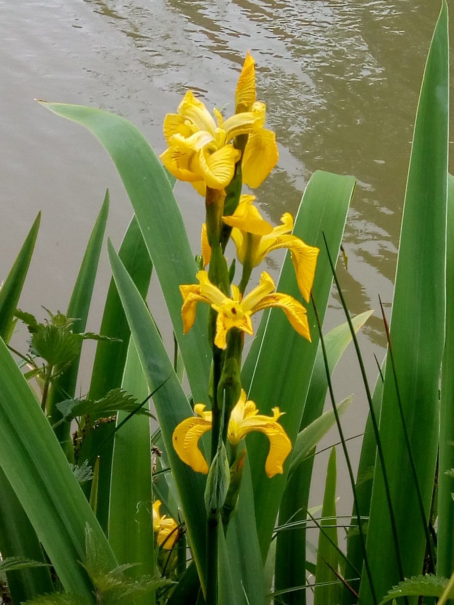 Iris along the canal bank.#kennetandavon