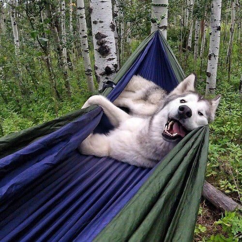 Artudacamelot5's tweet photo. Happy Sunday my sister!! @StardustSoul7 🐶🌸🐾🦌🐈🐰🐭🐹🦊❤️😽😍😍😍😍😽😽😽😽😽Enjoy and rest and relax my sweetheart!!! Monday is coming....😂😂😂😂😱😱💪💪💪💪😽😽😽😽😽Sending  love and many kisses and always coffee!!☕️☕️☕️☕️❤️❤️❤️❤️❤️❤️❤️❤️😽😽😽😽😽and a big smile!!😍😍😽😽 https://t.co/vkJQSttg3Y
