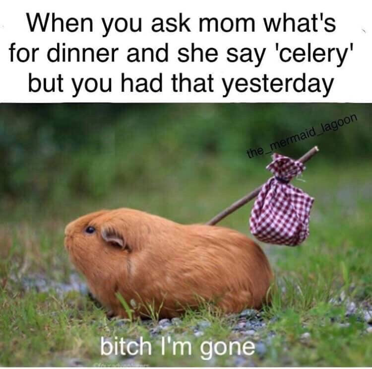 My9guineapigs's tweet photo. https://t.co/wf8YElrLte