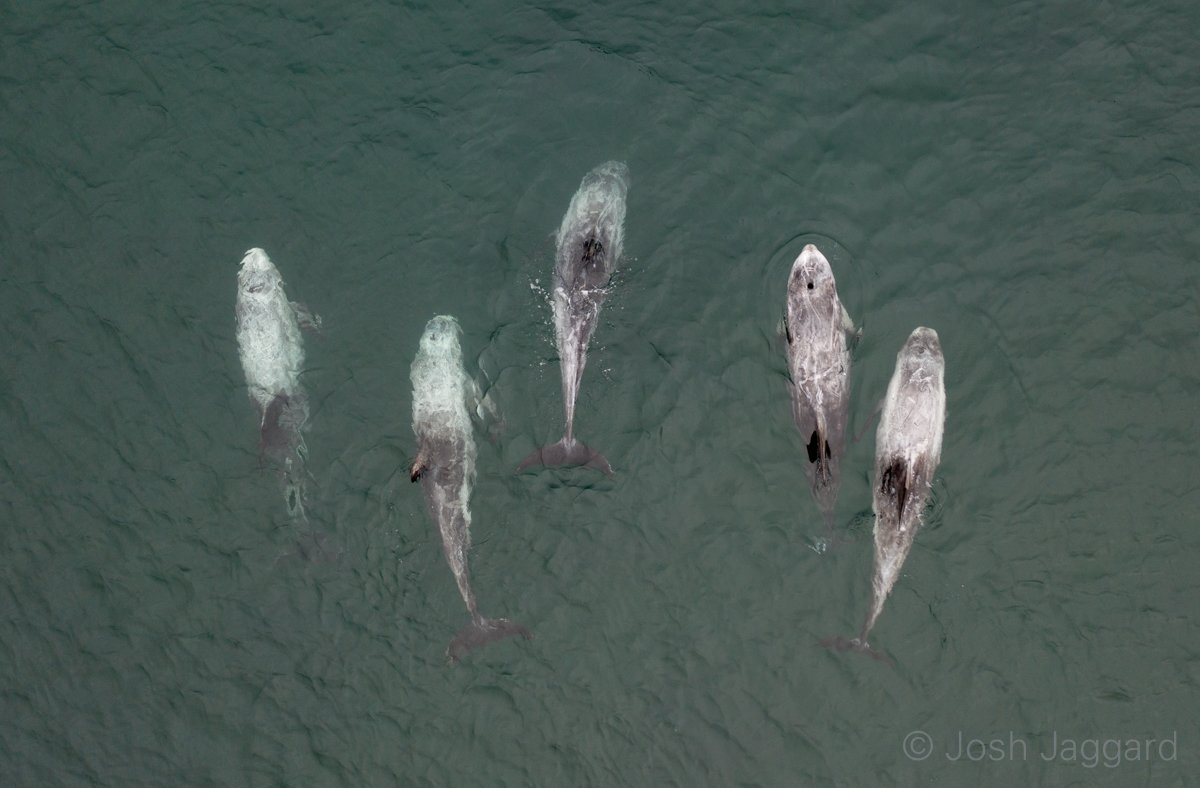 Josh_Jaggard's tweet photo. Had an amazing 20 minutes before my ferry last weekend on Unst. These 5 Risso's dolphins were swimming around Belmont ferry terminal. @shetlandnature @PromoteShetland @visitunst #shetland #unst #dji #drone #mavic2 https://t.co/FW8XrLmhlX