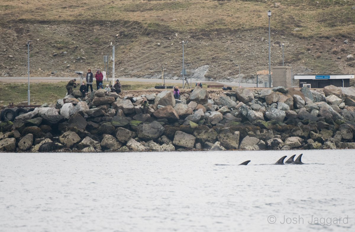 Had an amazing 20 minutes before my ferry last weekend on Unst. These 5 Risso's dolphins were swimming around Belmont ferry terminal. <a href="/shetlandnature/">Brydon Thomason</a> <a href="/PromoteShetland/">Promote Shetland</a> <a href="/visitunst/">Visit Unst</a> #shetland #unst #dji #drone #mavic2