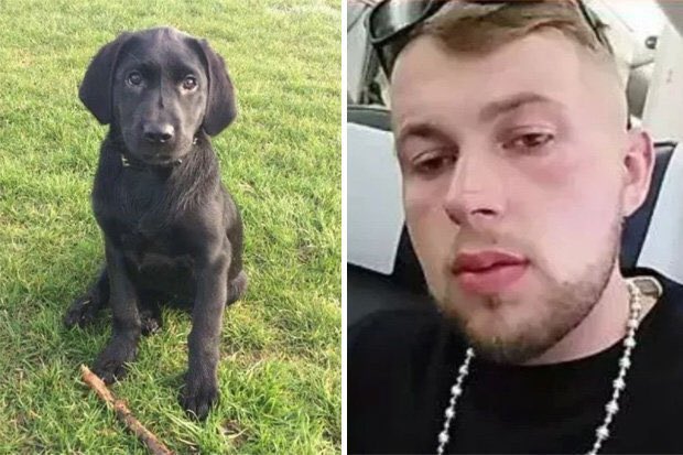 Animals1st's tweet photo. Sick thug who beat puppy to DEATH with a slipper for pooing indoors jailed for only six months 

https://t.co/O5O60q5xJr https://t.co/M9Rssn0BvX