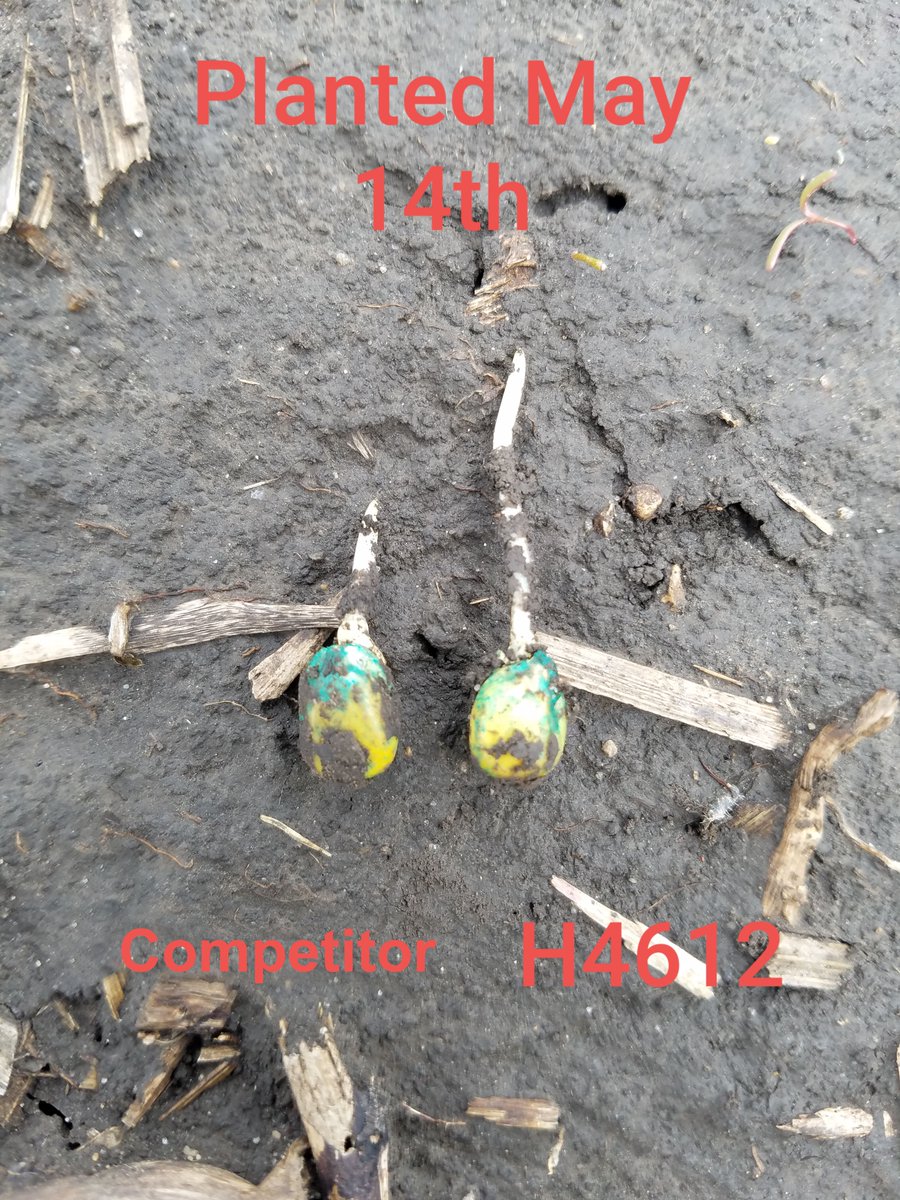 HeftySeed's tweet photo. Even in the cool, wet field conditions, Hefty Complete Corn Seed Treatment is showing an early advantage over these competitors. https://t.co/xt3RwY1fSa
