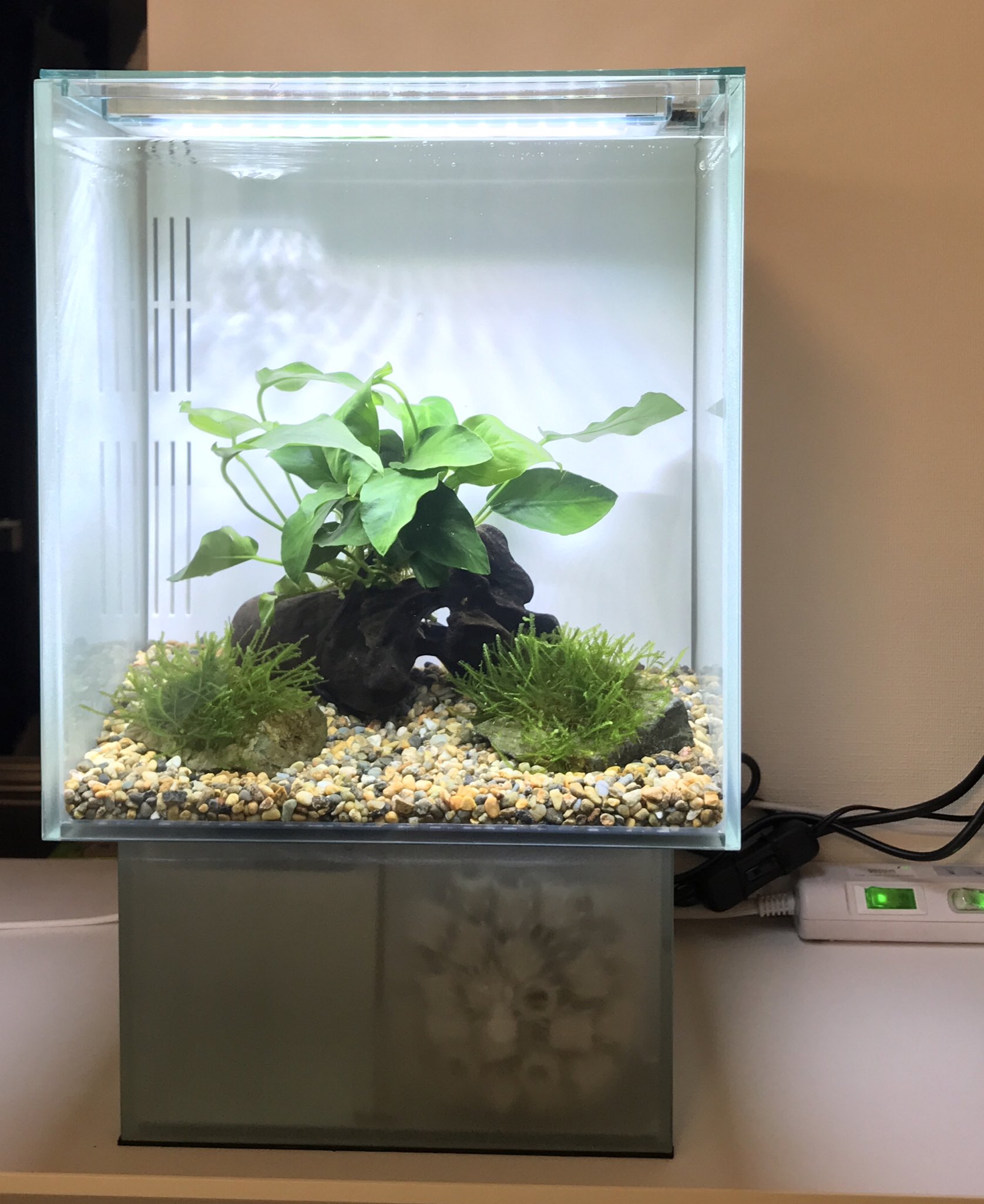 GEX オーバーフロー水槽 Glassteria AGS GEX aquarista『Glassterior