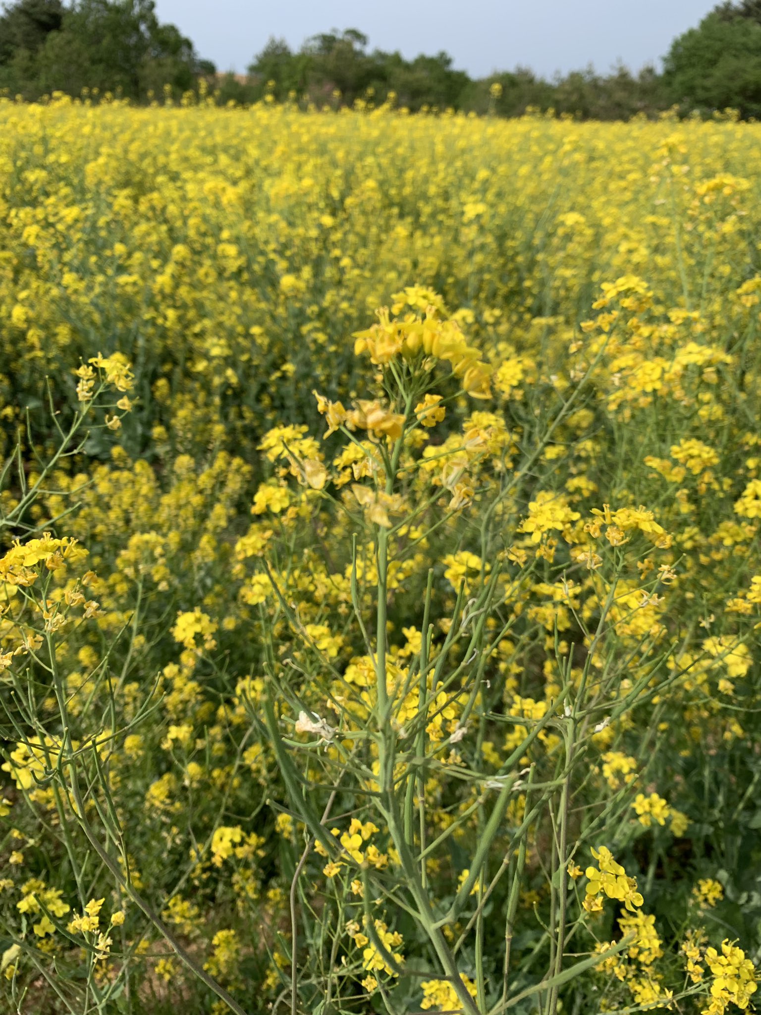 鳥海高原菜の花まつり Twitter Search Twitter
