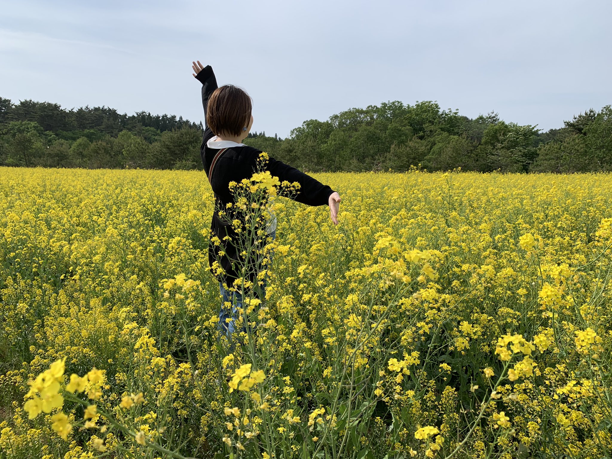 鳥海高原菜の花まつり Twitter Search Twitter