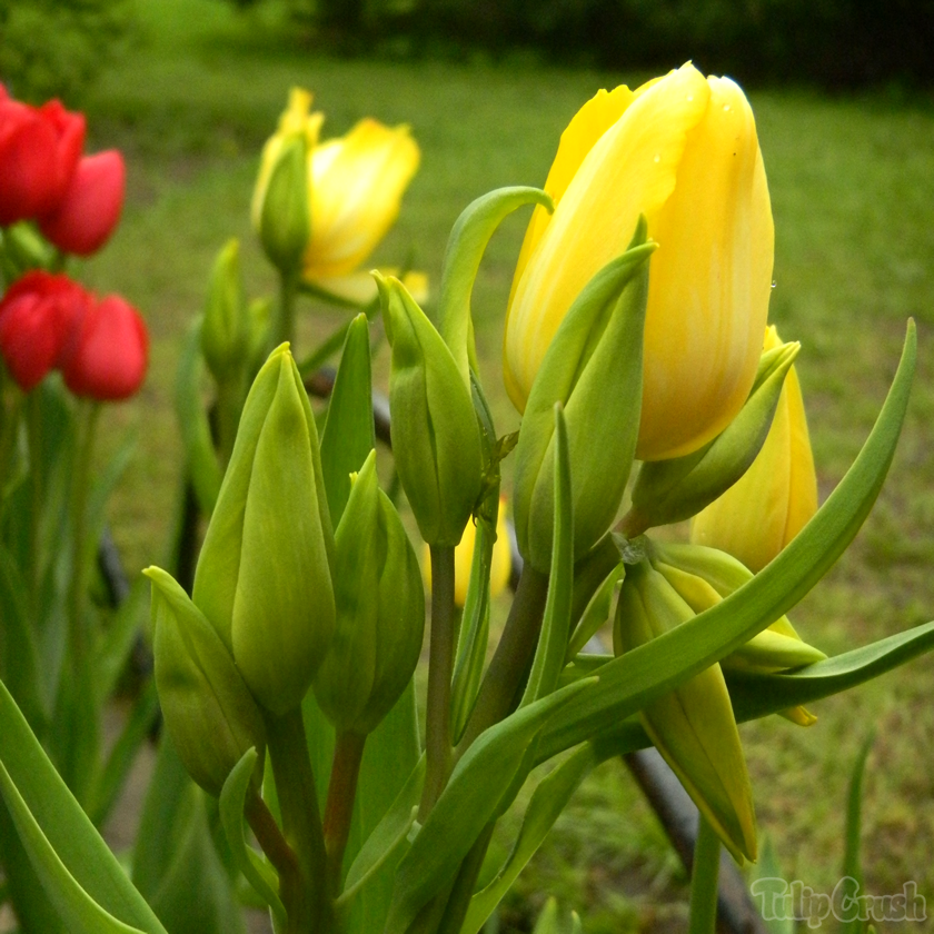 TulipCrush's tweet photo. 😕 I can't even count the # of heads on this wicked tulip dragon 🌷🐉🥰

#LoveTulips #tulips #tulip #TulipFestival #TulipTime #MyOttawa #OttawaInBloom19 #Canada #ExploreCanada #flowers #nature #garden #gardening #CanadianTulipFestival #CdnTulipFest #photo #photography https://t.co/XBbAhSTnCz