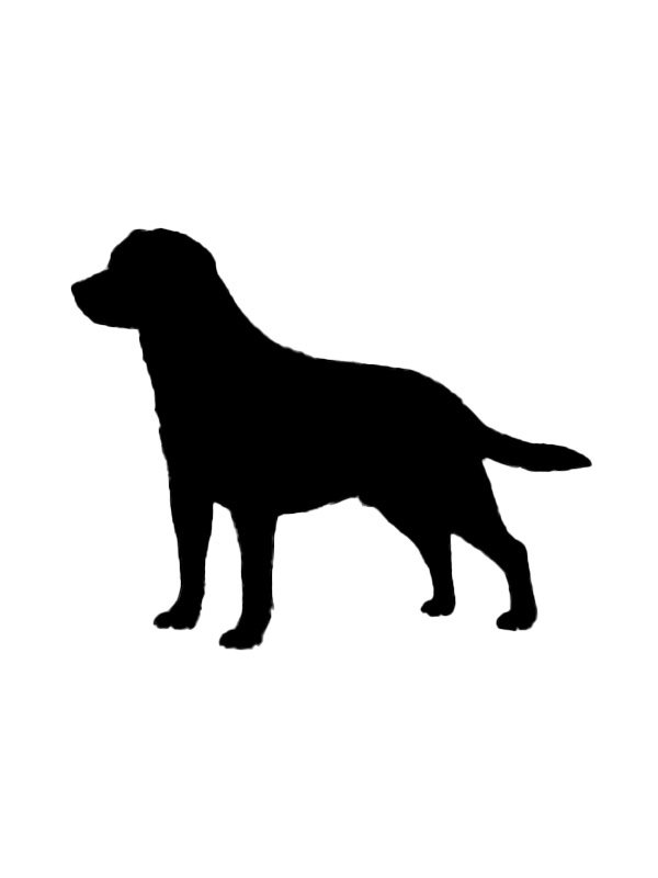 Lost dog Ruby in Snohomish, WA US (98296) #lostdog lostdo.gs/d90m