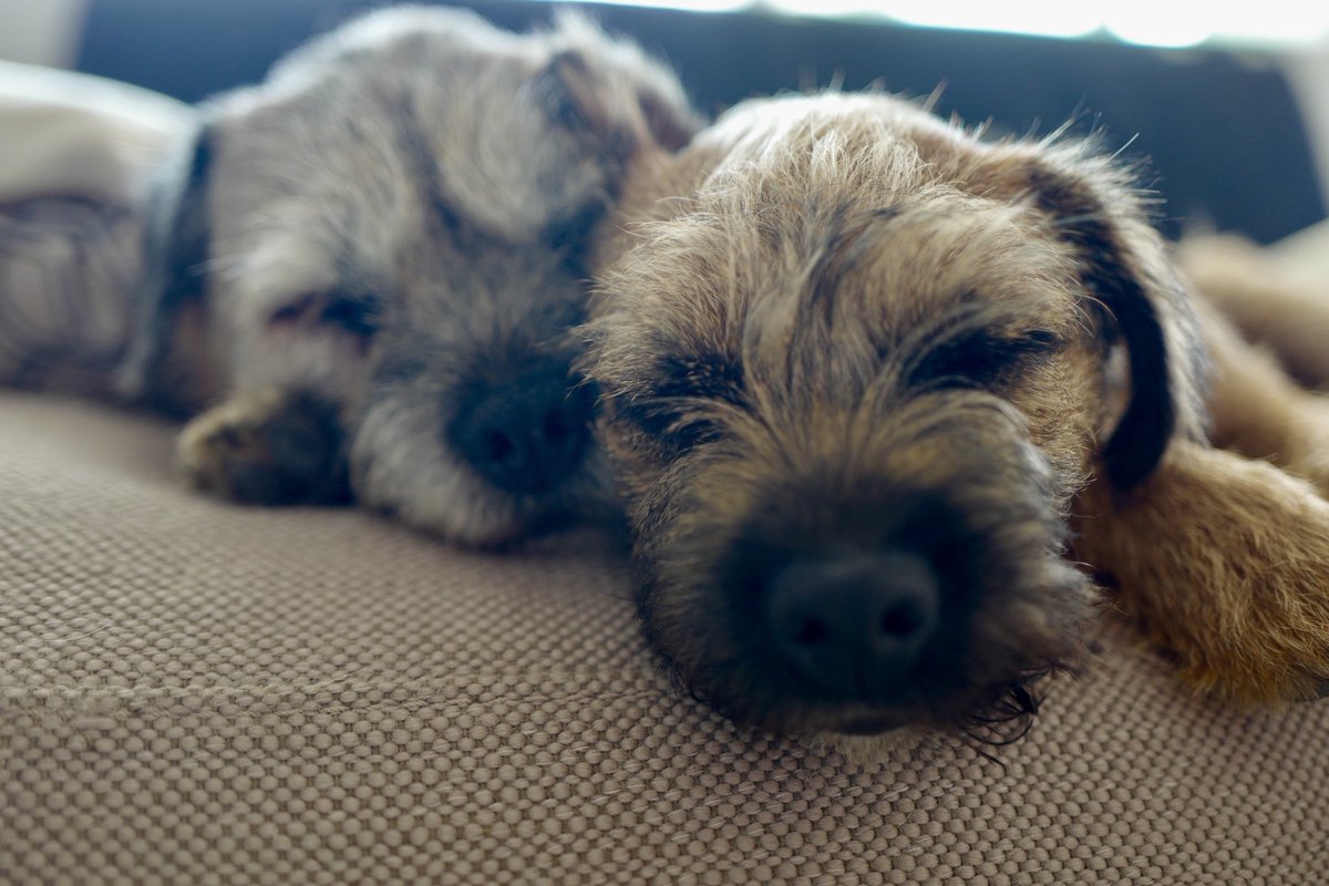 davidwalliams's tweet photo. Best buddies. https://t.co/3mNKRxIWAT