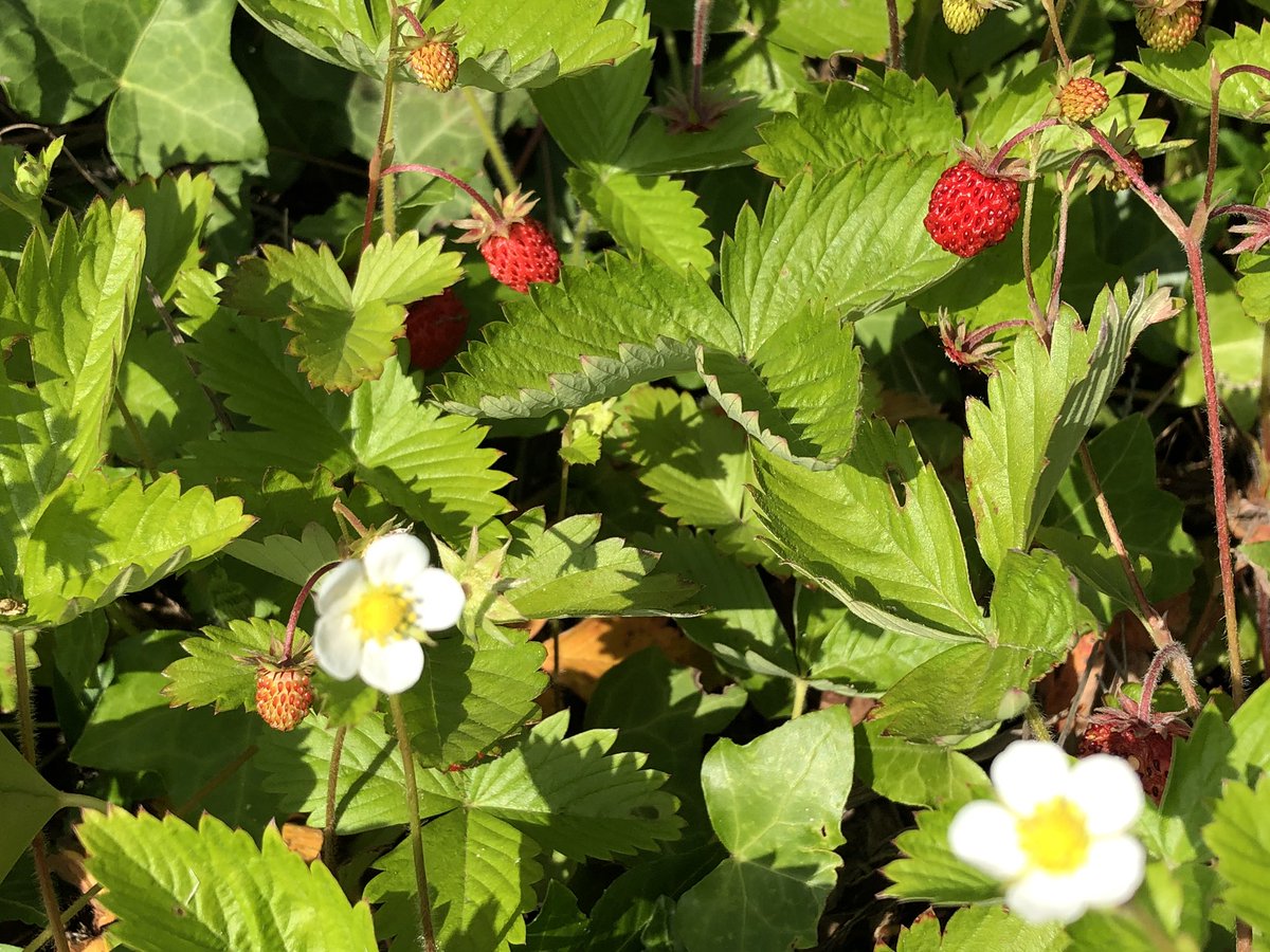 josette_marrant's tweet photo. Et voilà le travail ! Les fraisiers des bois qui poussent spontanément sur ma terre périgourdine bien argileuse font un excellent couvre sol des parterres ! Et fournissent le dessert du dimanche 😋 https://t.co/4yXxc1VWI5