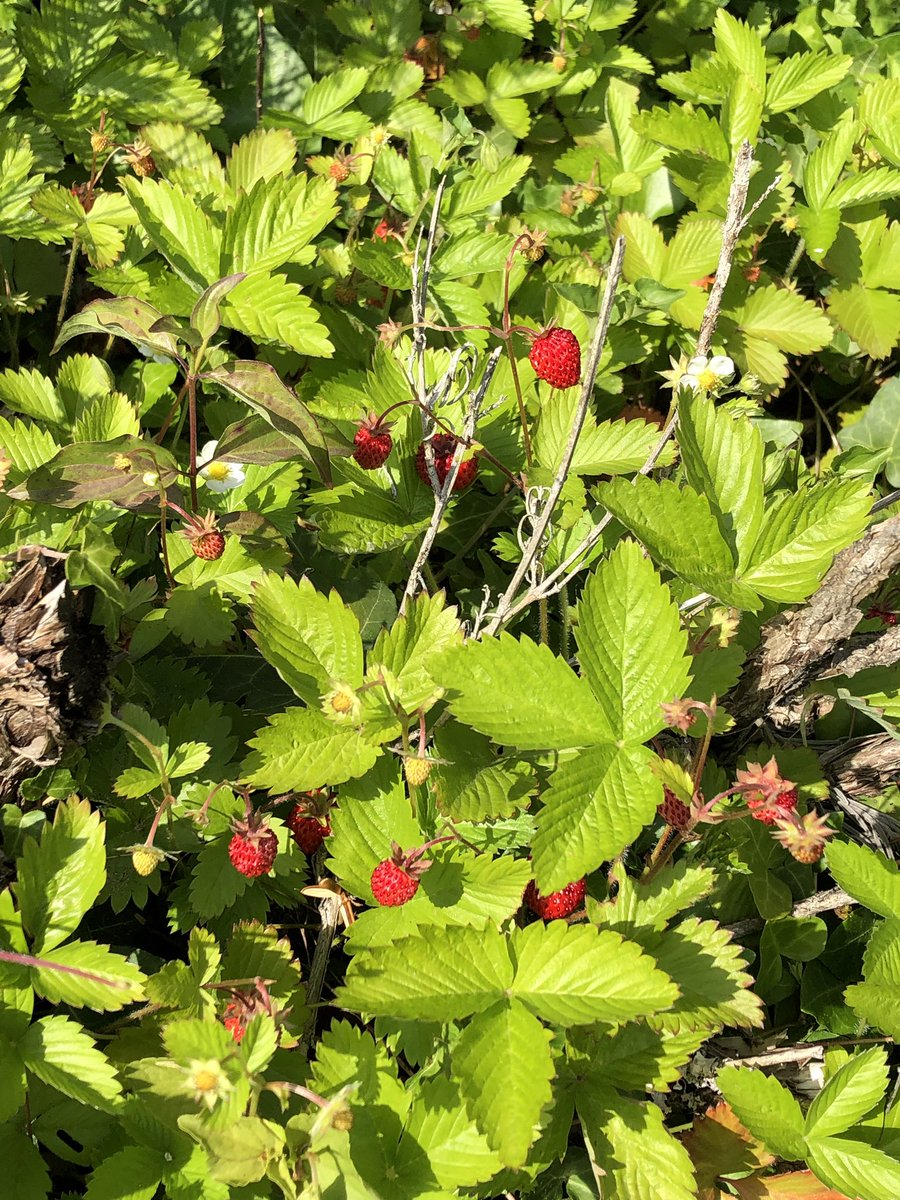 josette_marrant's tweet photo. Et voilà le travail ! Les fraisiers des bois qui poussent spontanément sur ma terre périgourdine bien argileuse font un excellent couvre sol des parterres ! Et fournissent le dessert du dimanche 😋 https://t.co/4yXxc1VWI5