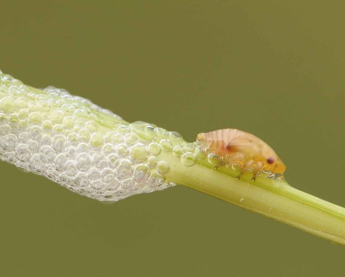 The_RHS's tweet photo. We're calling on gardeners, nature lovers &amp; citizen scientists to report sighting of spittlebugs, one of the chief carriers of devastating plant disease Xylella. These small, sap-sucking insects are spotted via whitish, frothy blobs of spittle they produce https://t.co/lrQqSP8CGy https://t.co/ABdBMFMwF5