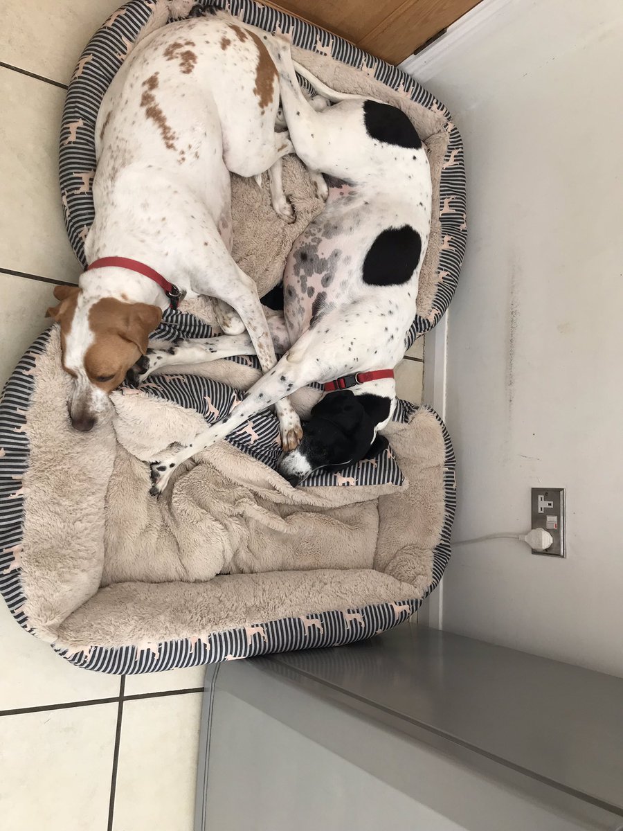 Sally5881's tweet photo. Any other dog owners whose 🐶🐶 either 🥄 or mirror each other ♥️♥️
@Shelly_RM @HursteadLogs @WhoseShoes @SagefemmeSB @JennytheM @Mellingtonj #yinandyang #footinface #englishpointers https://t.co/t9cUBOY4VC