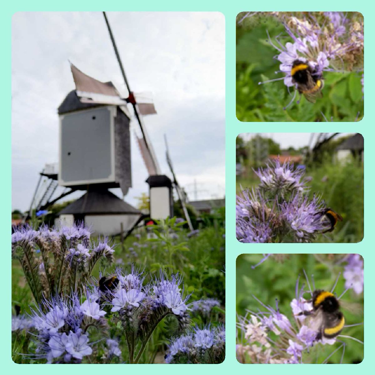 versmeel's tweet photo. #hommels vliegen volop op de bloeiende #phacelia in de #bijenoase! https://t.co/VUBIqNGC3L