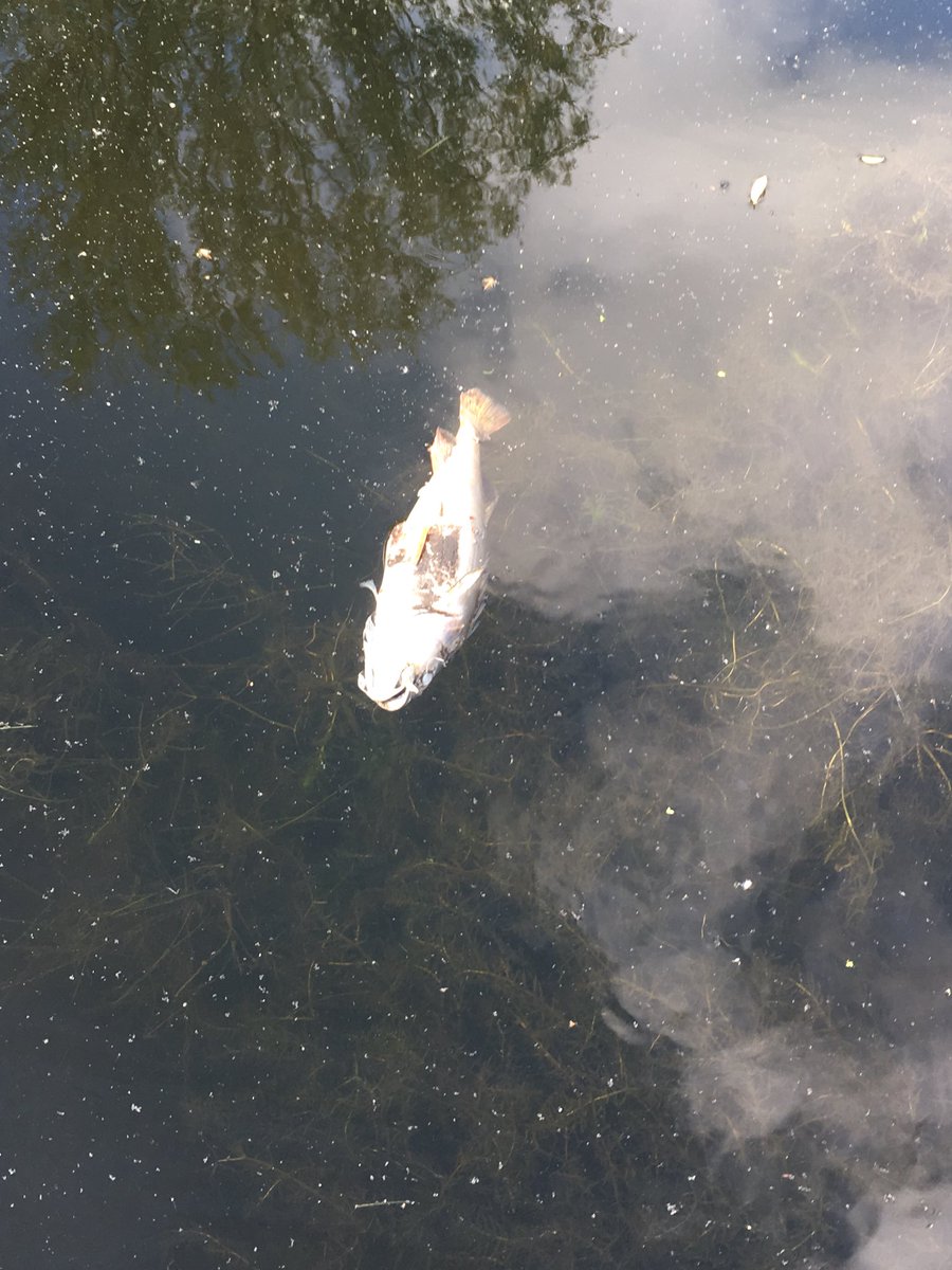 LorneFinn's tweet photo. #tottenhamfire @EnvAgency one of hundreds of dead fish like this that have floated past my boat this morn 😢😔🐟🖤🆘 because of the toxins let into the water by the warehouse fire in Tottenham. We need to live differently. 🍀🌿🌺🌾🌎🌍🌏🌈🏕💚 https://t.co/Eck7Kalp7o