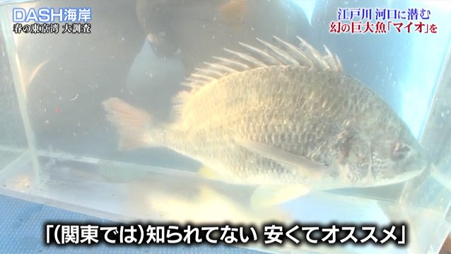 Dash海岸の 巨大魚マイオ捕獲大作戦 で漁に出た城島リーダー なぜか厄介者のアカエイを56匹捕獲し美味しくいただく 鉄腕dash 2ページ目 Togetter Dash海岸の 巨大魚マイオ捕獲大作戦 で漁に出た城島リーダー なぜか厄介者のアカエイを56匹捕獲し美味しくいただく 鉄腕dash 2ページ目 Togetter
