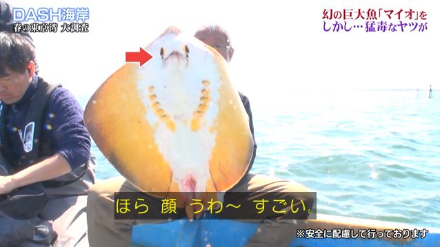 Dash海岸の 巨大魚マイオ捕獲大作戦 で漁に出た城島リーダー なぜか厄介者のアカエイを56匹捕獲し美味しくいただく 鉄腕dash 2ページ目 Togetter Dash海岸の 巨大魚マイオ捕獲大作戦 で漁に出た城島リーダー なぜか厄介者のアカエイを56匹捕獲し美味しくいただく 鉄腕dash 2ページ目 Togetter