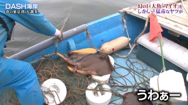 Dash海岸の 巨大魚マイオ捕獲大作戦 で漁に出た城島リーダー なぜか厄介者のアカエイを56匹捕獲し美味しくいただく 鉄腕dash 2ページ目 Togetter Dash海岸の 巨大魚マイオ捕獲大作戦 で漁に出た城島リーダー なぜか厄介者のアカエイを56匹捕獲し美味しくいただく 鉄腕dash 2ページ目 Togetter