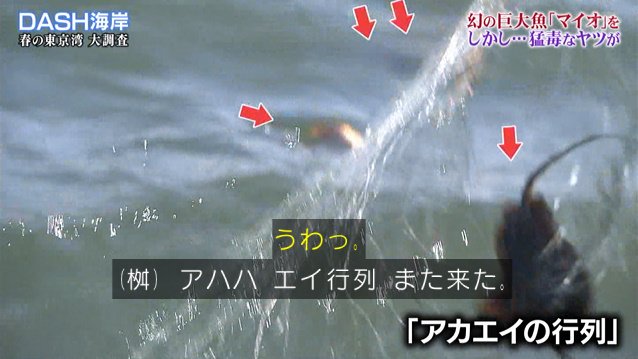 Dash海岸の 巨大魚マイオ捕獲大作戦 で漁に出た城島リーダー なぜか厄介者のアカエイを56匹捕獲し美味しくいただく 鉄腕dash 2ページ目 Togetter Dash海岸の 巨大魚マイオ捕獲大作戦 で漁に出た城島リーダー なぜか厄介者のアカエイを56匹捕獲し美味しくいただく 鉄腕dash 2ページ目 Togetter