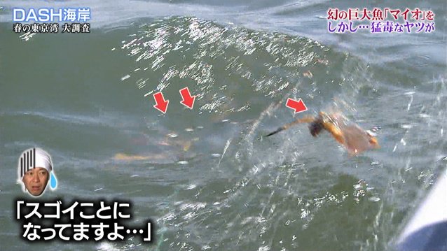 Dash海岸の 巨大魚マイオ捕獲大作戦 で漁に出た城島リーダー なぜか厄介者のアカエイを56匹捕獲し美味しくいただく 鉄腕dash 2ページ目 Togetter