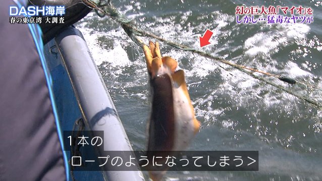 Dash海岸の 巨大魚マイオ捕獲大作戦 で漁に出た城島リーダー なぜか厄介者のアカエイを56匹捕獲し美味しくいただく 鉄腕dash 2ページ目 Togetter Dash海岸の 巨大魚マイオ捕獲大作戦 で漁に出た城島リーダー なぜか厄介者のアカエイを56匹捕獲し美味しくいただく 鉄腕dash 2ページ目 Togetter