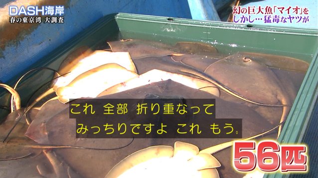 Dash海岸の 巨大魚マイオ捕獲大作戦 で漁に出た城島リーダー なぜか厄介者のアカエイを56匹捕獲し美味しくいただく 鉄腕dash 2ページ目 Togetter Dash海岸の 巨大魚マイオ捕獲大作戦 で漁に出た城島リーダー なぜか厄介者のアカエイを56匹捕獲し美味しくいただく 鉄腕dash 2ページ目 Togetter