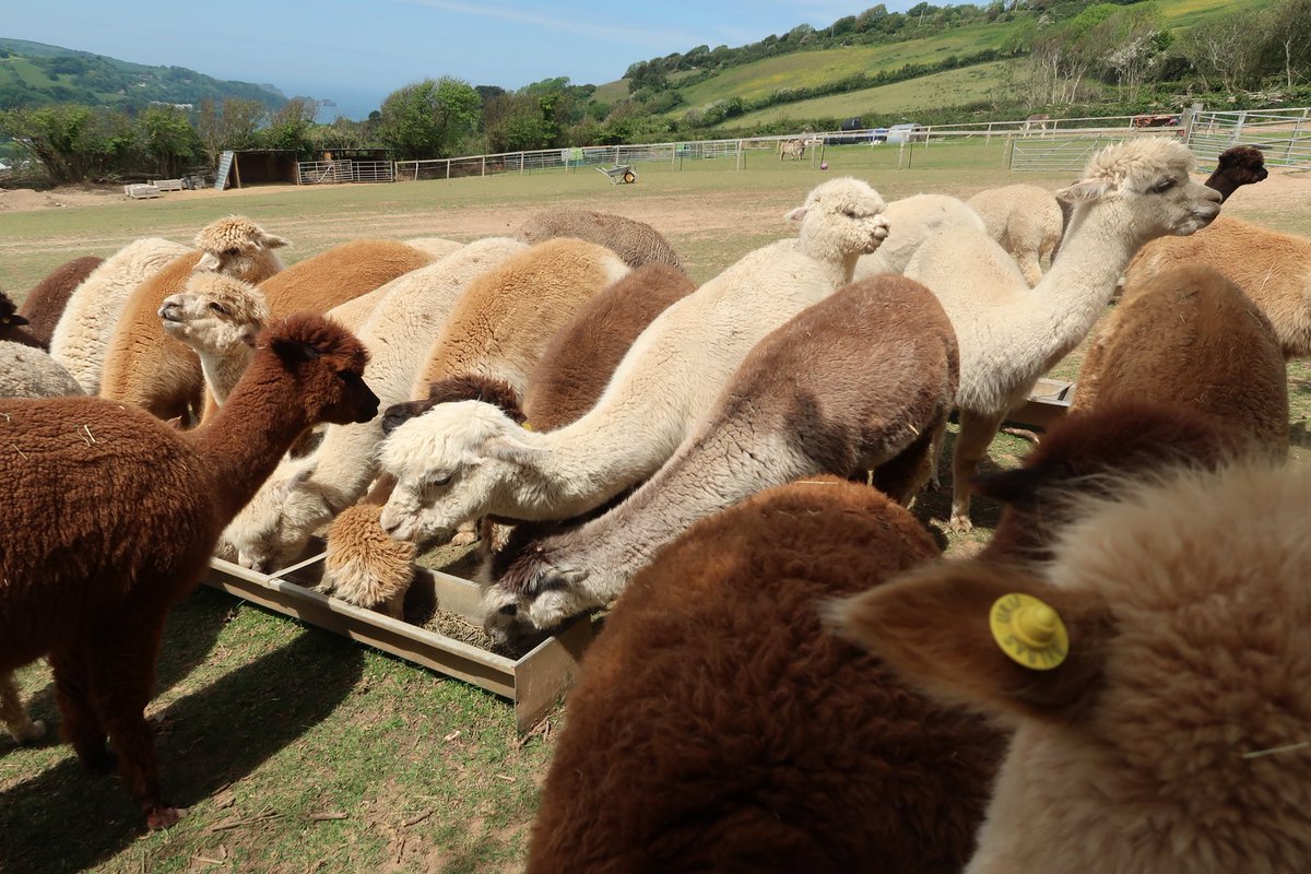 Lots of very hungry girls #Devon #Exmoor #Combemartin #Ilfracombe #alpacas #alpacasocks #fleece #spinning #crochet #knitting #alpacaexperience #trekking