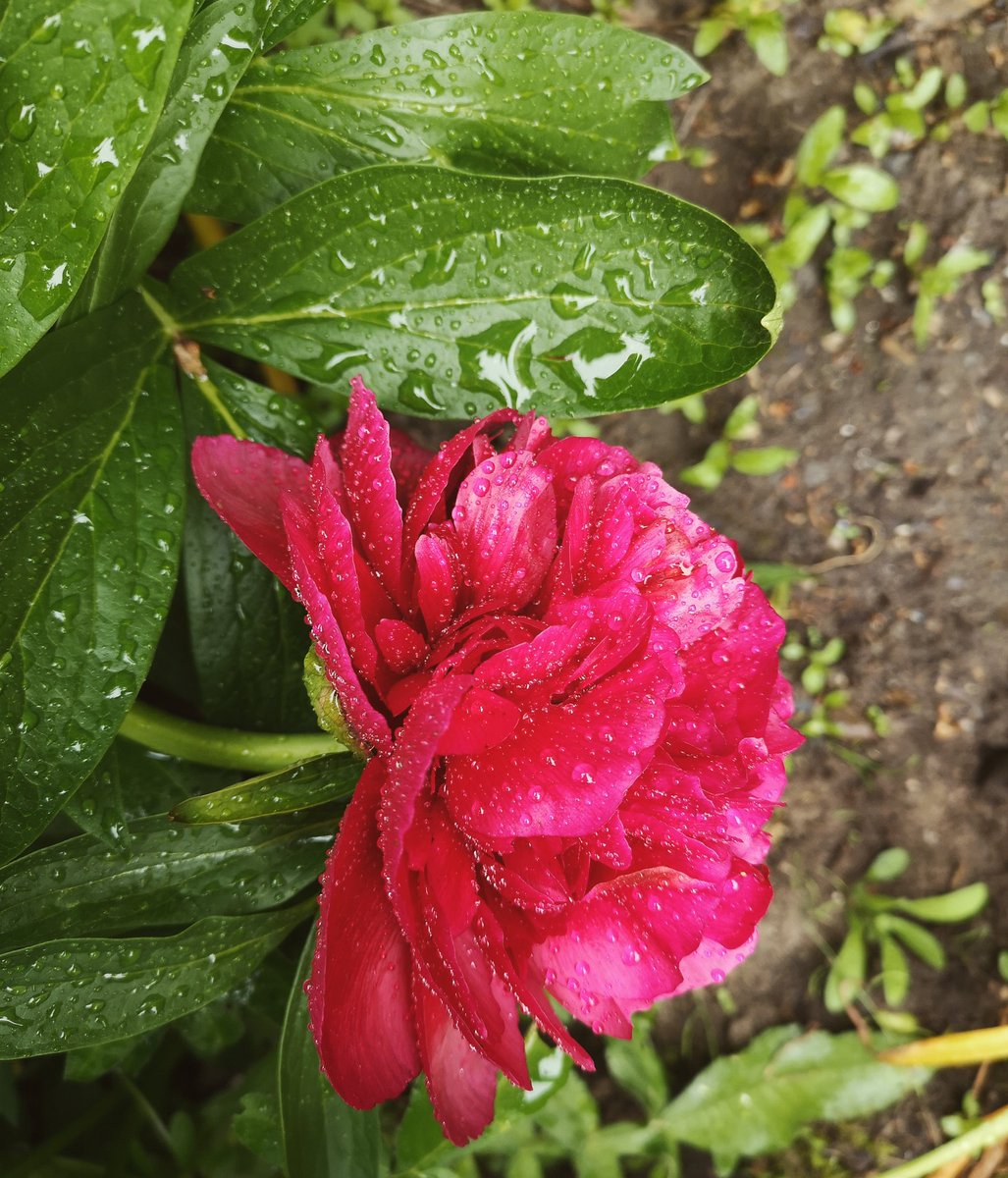 imageryMW's tweet photo. Gotta love a garden in the rain! #ScottishSummer #Rain #Peony #Gardening https://t.co/1a8dY6dWvo